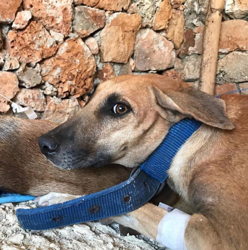 MapeRD nació hace dos años y medio. Al principio, como un espacio de mascotas perdidas y encontradas. Su fuerte, ahora, es la educación sobre el maltrato animal y la esterilización gratuita de perros y gatos callejeros. MapeRD