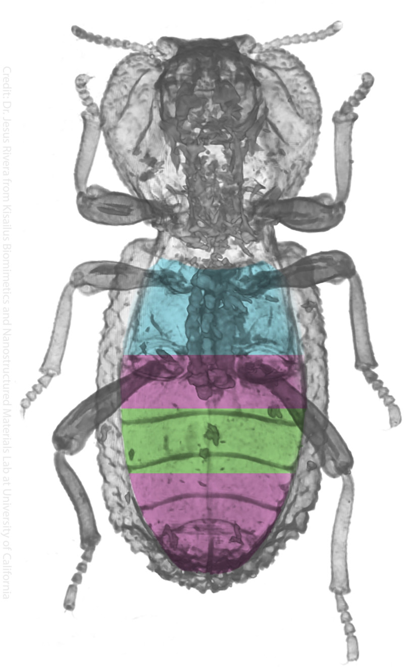 Imágenes de tomografías computarizadas, donde se observan tres regiones internas distintas en el escarabajo. Foto: Jesús Rivera (University of California, Irvine)