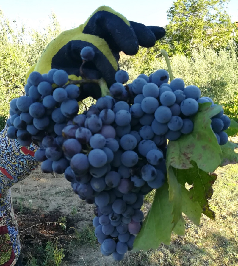 Los racimos de uva se miman ante de la cosecha.

Foto: Diego Caballo/EFE