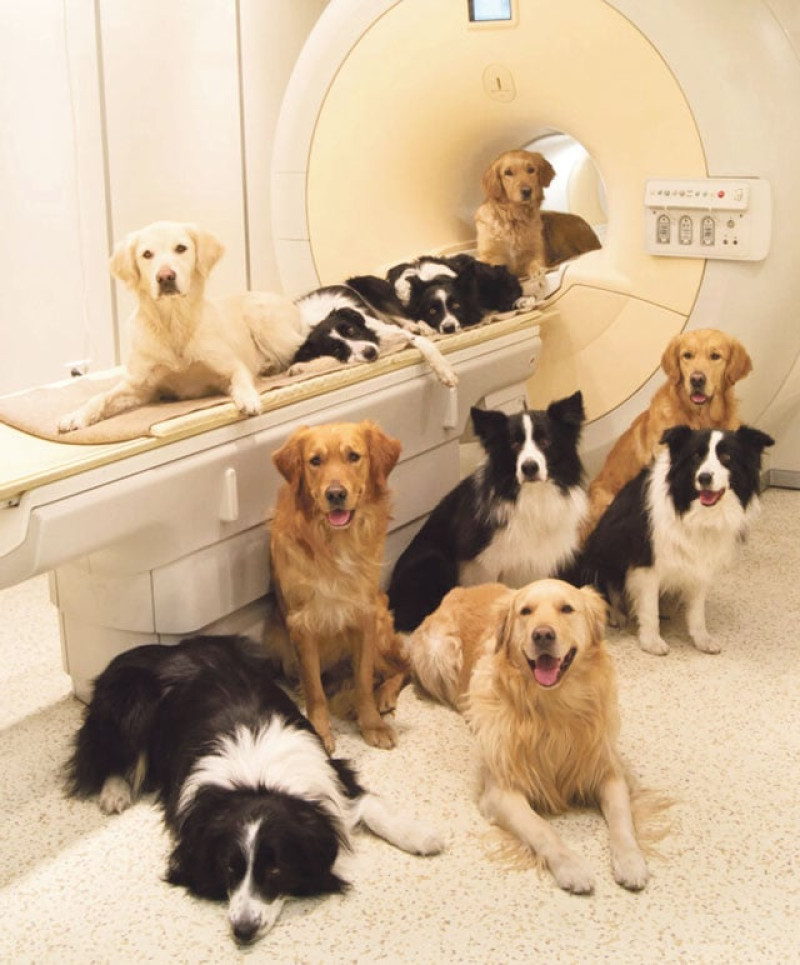 Las pruebas de resonancia magnética realizadas a un grupo de perros muestran su feliz respuesta cerebral cuando huelen a sus amos. FOTO: ENIKO KUBINYI/BORBÁLA FERENCZY