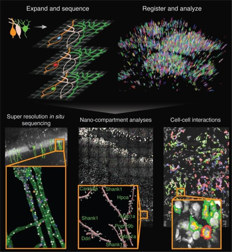 "Mapa google" molecular que permite escudriñar tejidos. EFE