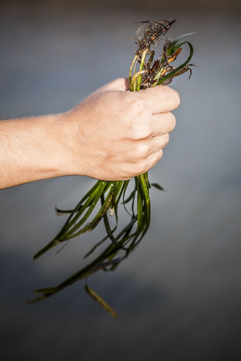 Planta del apodado 'arroz marino' recién recolectada.

Foto: Aponiente