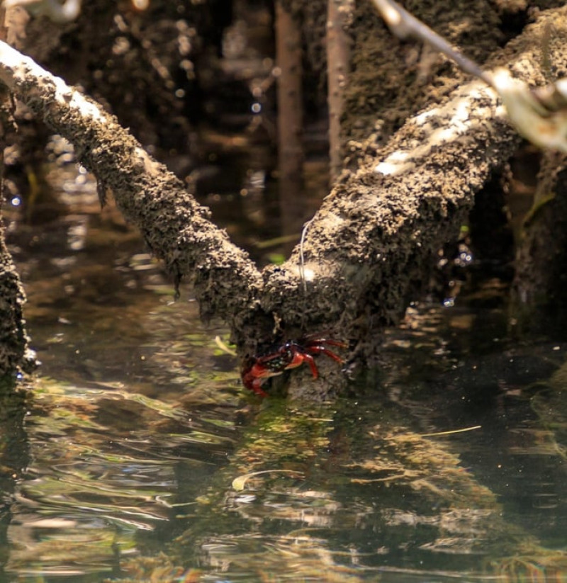 Amenaza local: la sobre-explotación de especies asociadas al ecosistema manglar. En la imagen, un cangrejo entre las raíces de los manglares de la costa norte de Montecristi. Istock/LD