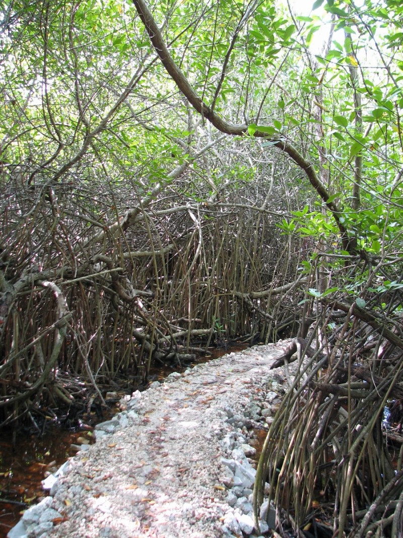Sendero construido entre los manglares de la laguna de Bávaro, en la provincia La Altagracia. Yaniris López
