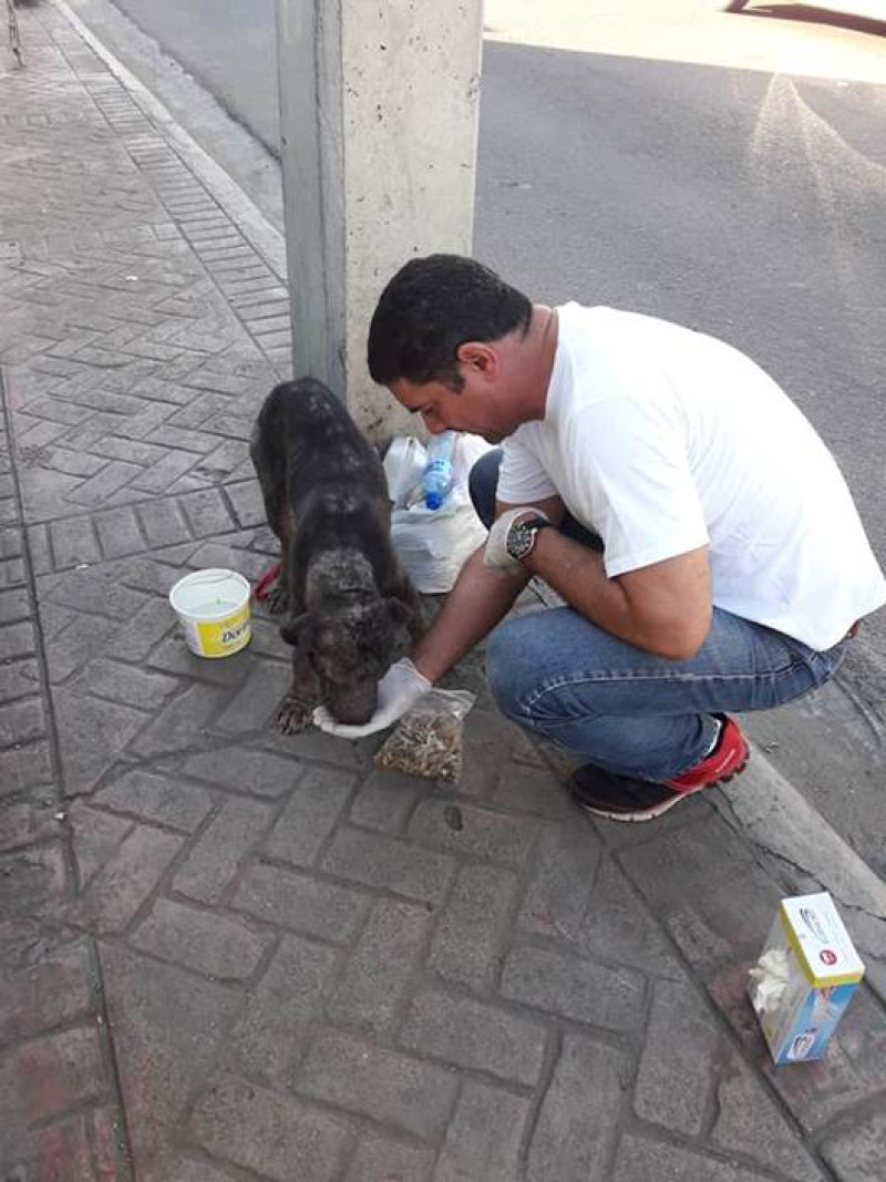 Albergue SOS, fundación que ayuda a los animales callejeros y les gestiona un hogar.