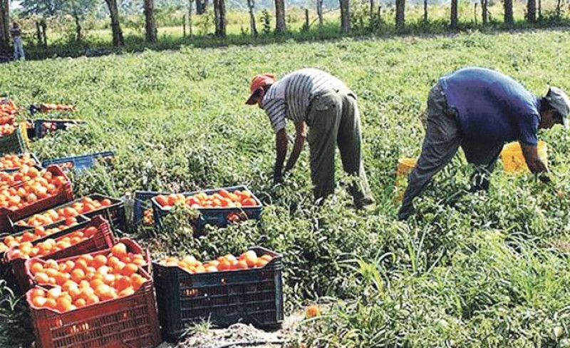 La producción de tomates sostiene a miles de trabajadores del campo y se convierte en la materia prima para productos de exportación.