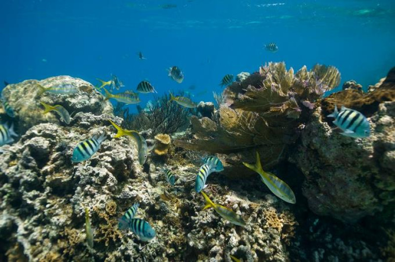 la cobertura más alta de arrecifes coralinos está en Montecristi y las más bajas en Punta Cana.