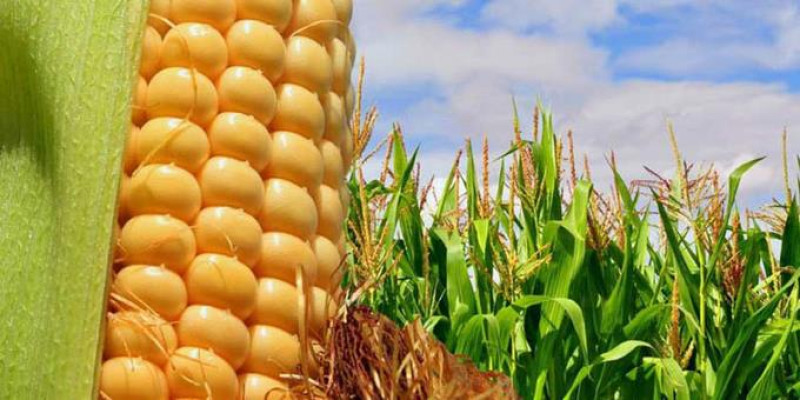 El Bushel de maíz (unidad de medida en el mercado de granos, que equivale a una fanega) valía ayer US$732, mientras que en e caso del trigo llegó a US$761, según reportes de precios de Bloomberg. FUENTE EXTERNA