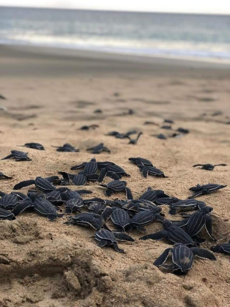 Noventa y dos neonatos de tortuga tinglar llegaron al mar.