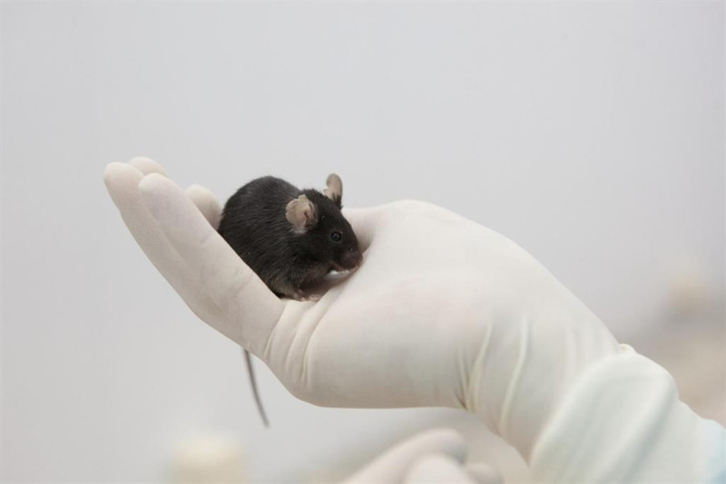 Archivo - Prueban con éxito en ratones una vacuna de ARNm para la inmunoterapia contra el cáncer - INSTITUTE FOR BIOMEDICAL PROBLEMS, MOSCOW
