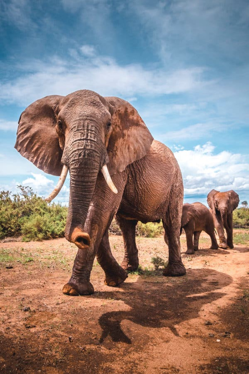 Los estudios indican que los elefantes monitorean la vibración de la tierra por medio de sus pies a modo de comunicarse en casos de peligro.Creditos...Robbie Labanowski/New York Times