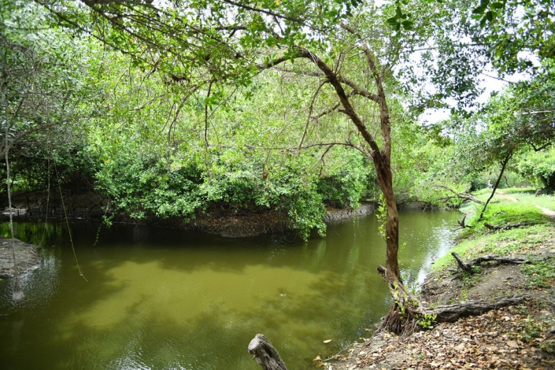 Entorno. Laguna Mallén es un pulmón verde para San Pedro de Macorís.  Raúl Asencio / LD