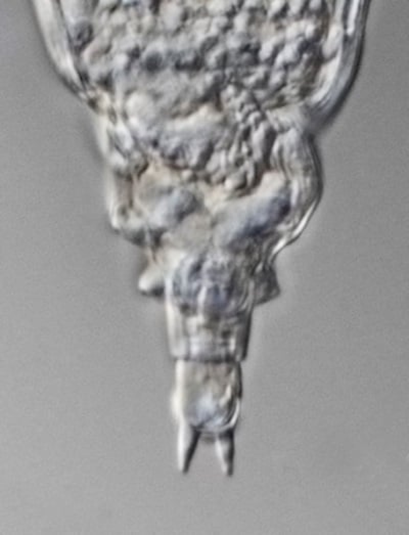 3.-Rotífero bdeloideo del género Adineta recuperado del permafrost, pie con espuelas (foto Michael Plewka, www.plingfactory.de).