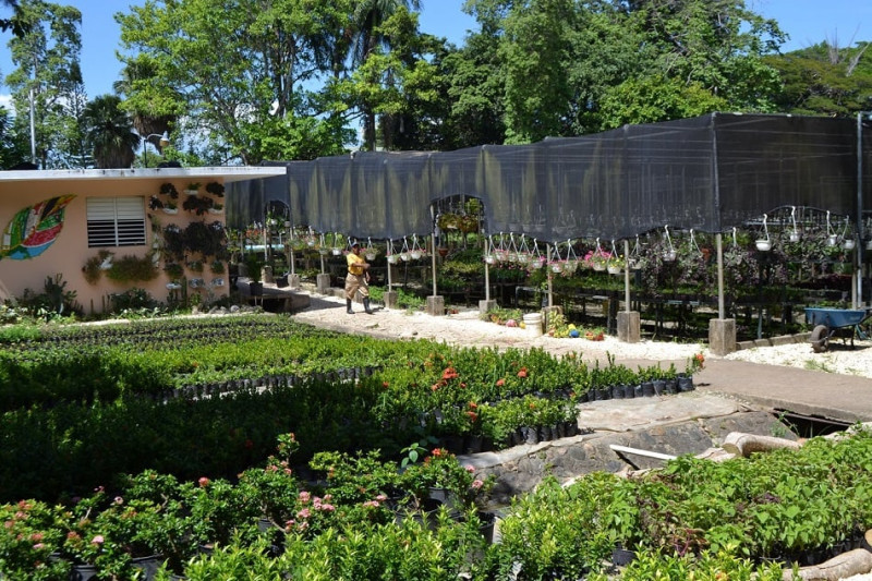 El vivero del Jardín Botánico. En sus inicios solo ofrecía plantas ornamentales. Hoy es un gran centro de conservación y reproducción de plantas en peligro crítico de extinción.  Yaniris López / LD