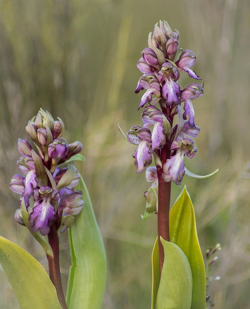Orquídea, de nombre "Imantoglossum robertianum", que crece en el Pirineo aragonés. Autor: Cristina Muñoz