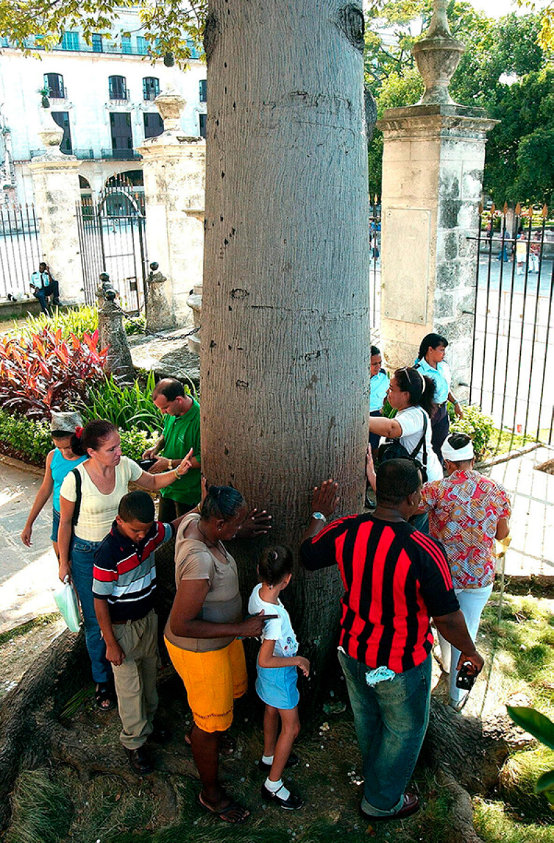 Los cubanos giran tres veces en torno a la "Ceiba Mágica", árbol sembrado en El Templete en La Habana. EFE/Alejandro Ernesto