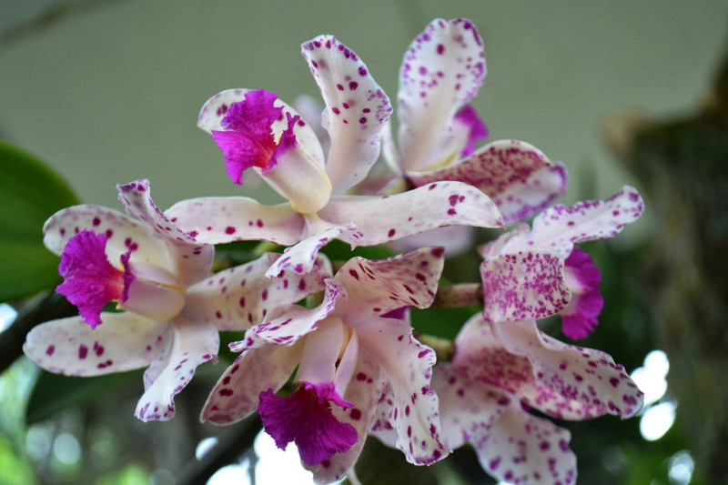 Dedicarse a las orquídeas es una terapia, considera Altagracia Cabrera.  Yaniris López / LD