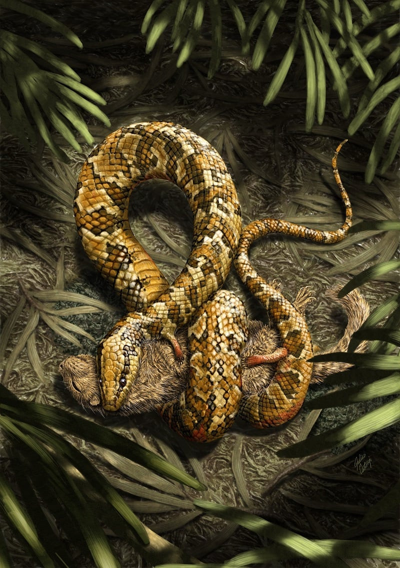 Serpiente de cuatro patas Tetrapodophis (University of Bath)