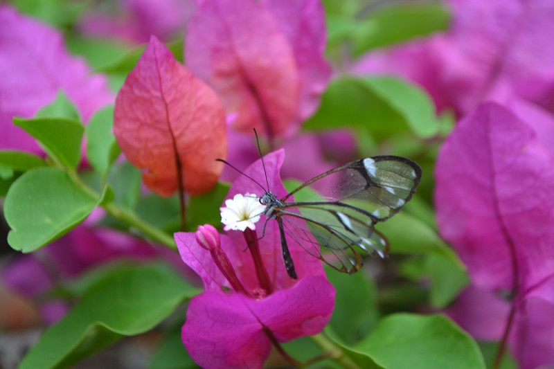 Una Greta diaphanus quisqueya (mariposa alas de cristal) se posa sobre una trinitaria en el mariposario del Jardín.  JORGE MARTÍNEZ