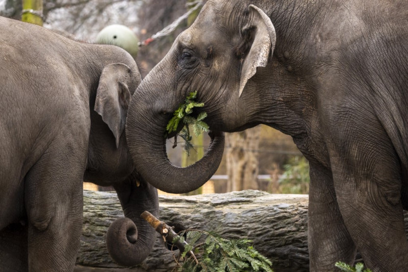 Los elefantes se alimentan de árboles de Navidad en su recinto en el zoológico de Berlín, Alemania, el 29 de diciembre de 2021. 

Foto: Odd Andersen/ AFP