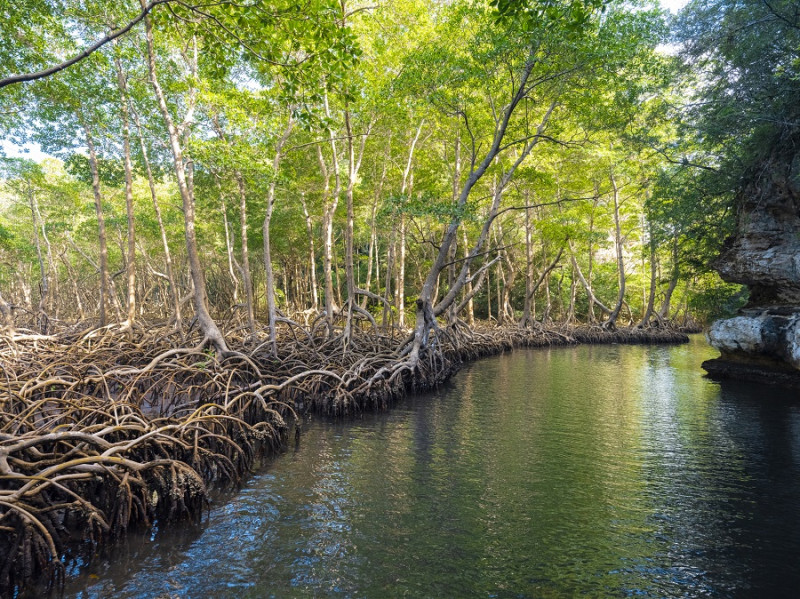Los Haitises. Antes de juntarse con el río Jibales y desembocar en la Bahía de San Lorenzo, al norte de Hato Mayor, el río Caño Hondo ofrece uno de los paseos entre bosques de manglares más espectaculares de República Dominicana. Istock