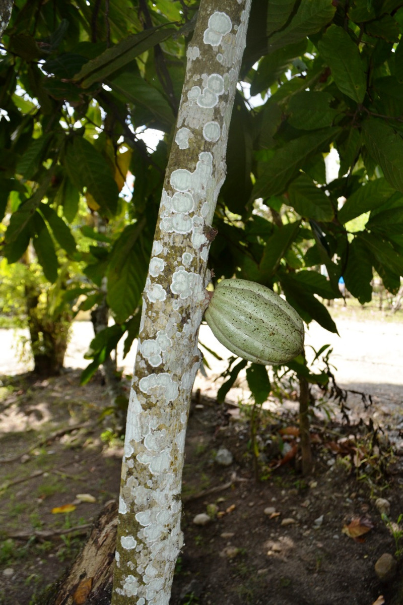 En el patio del Museo Maguá hay mango, carambolas, algodón, níspero, guanábana, caimito, jagua, peras, cacao bolito (pequeño, el primero que llegó a la isla) y otros árboles frutales y tubérculos.  Yaniris López