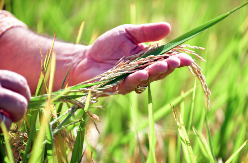 Se estima que la próxima cosecha de arroz será beneficiosa, por lo que buscan mantener la estabilidad del precio en el mercado. FUENTE EXTERNA.