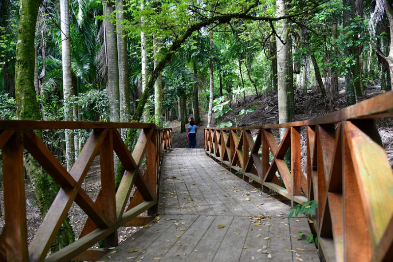 El puente entre el Sendero Dedé Mirabal y el bosque de palmas reales. Raúl Asencio / LD