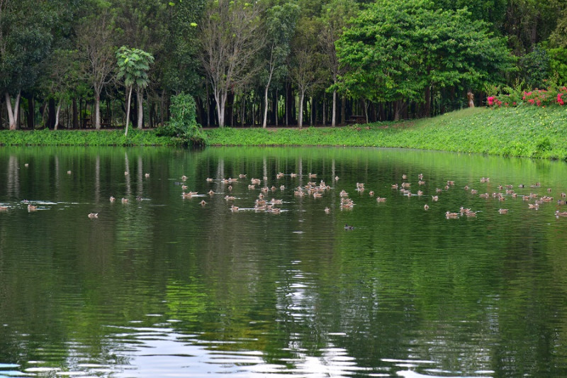 El bosque conecta con el Parque Lineal del Río Juana Núñez. Raúl Asencio / LD