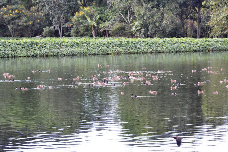 Gallitos de agua y patos migratorios en uno de los lagos.  Yaniris López / LD