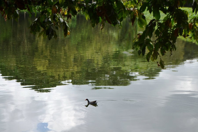 Un gallito de agua nada en uno de los lagos.  Yaniris López / LD
