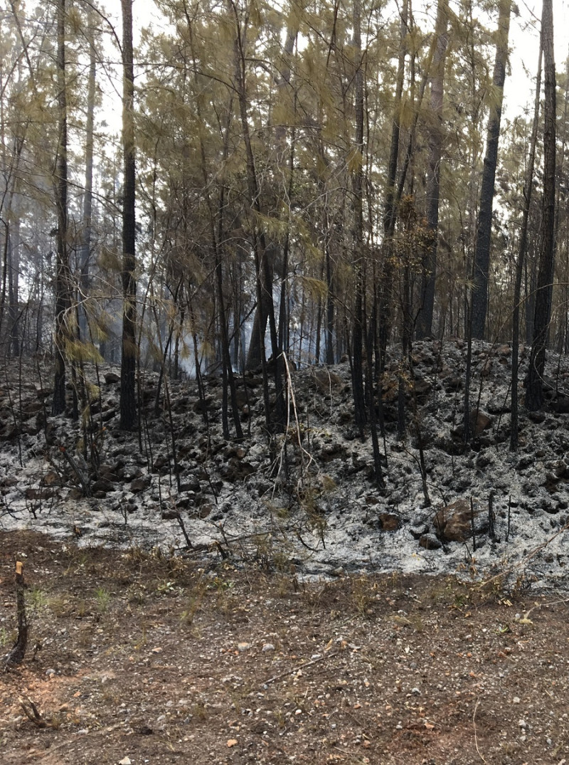 Bosque de pino criollo afectado por un incendio forestal. © Medio Ambiente / Archivo