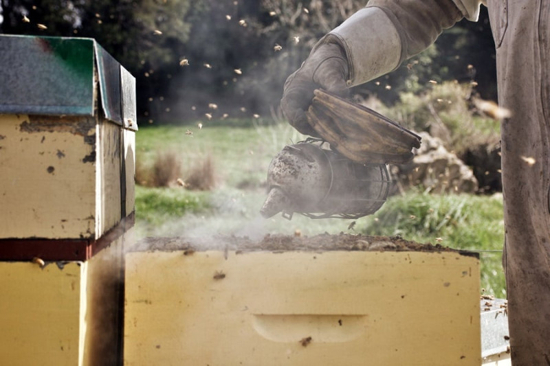 Los colmeneros suelen provococar incencios al escatrear a las abejas y sacar la miel, pues les ponen humo.