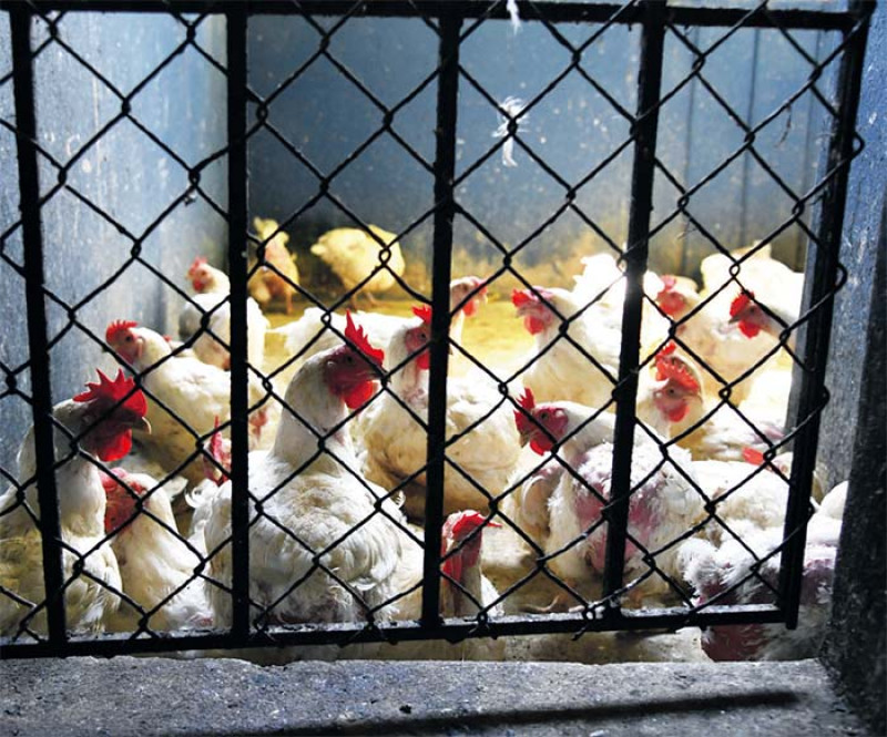 La influenza aviar es mortal para los pollos. ARCHIVO /LD