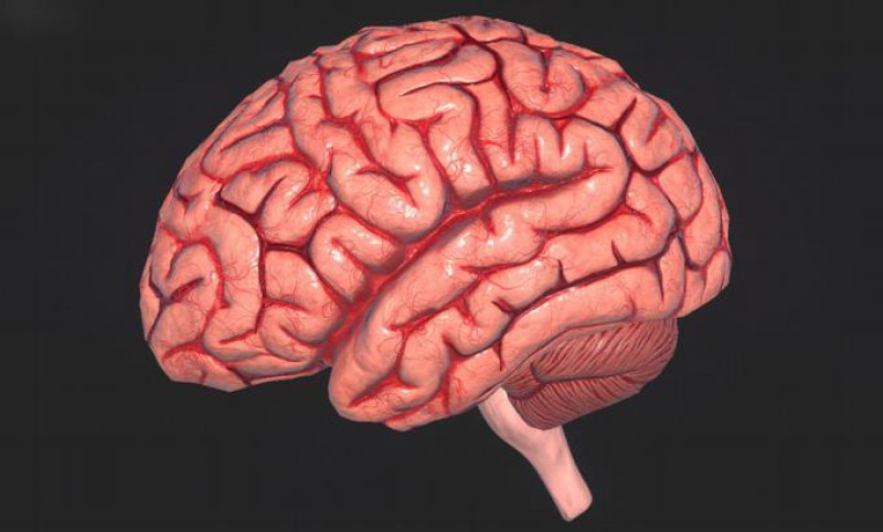 Cerebro humano. Fuente externa.