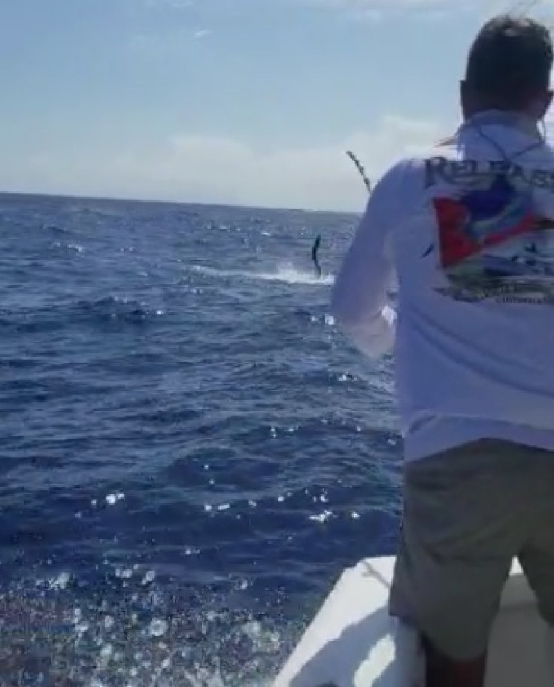 Juan Nieves libera un Marlin Blanco en la lancha Liqueo.