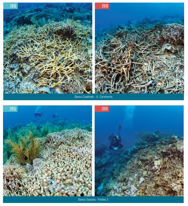 Corales de la zona de Montecristi antes y después del impacto en 2017 de los huracanes María e Irma. Fotografías de José Alejandro Álvarez para El estado de los arrecifes de coral de la República Dominicana 2017-2018.