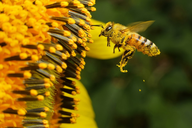 La abeja busca el néctar para guardarlo y vuelve por más.