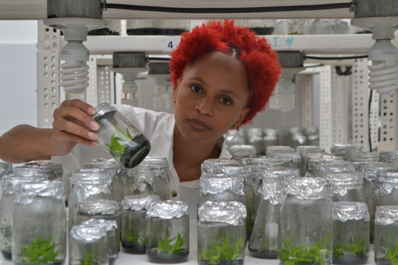 Yuraisy Rodríguez en el laboratorio de cultivo in vitro del Jardín Botánico Nacional. Yaniris López/LD