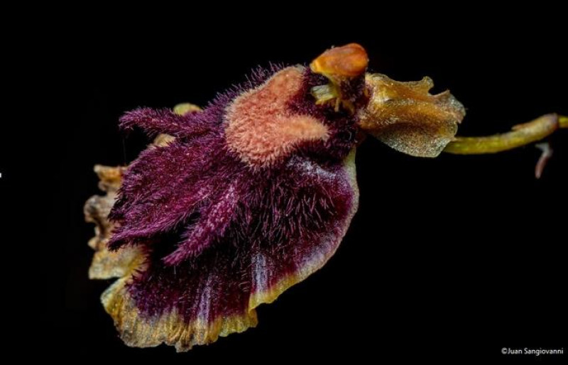 La flor de la Tolumnia henekenii es color rojo vino oscuro, casi negra. Juan Sangiovanni