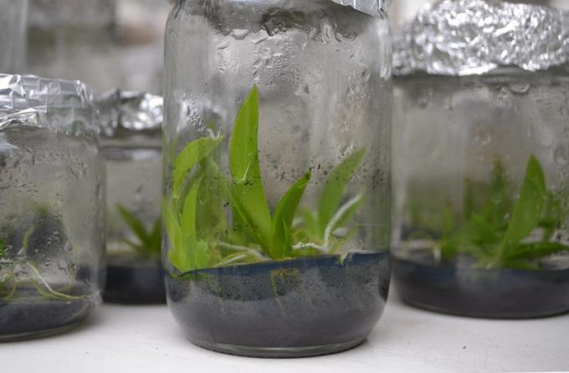 Una de las 300 plántulas de cacatica que crecen en el laboratorio de cultivo in vitro del JBN.  Yaniris López/LD