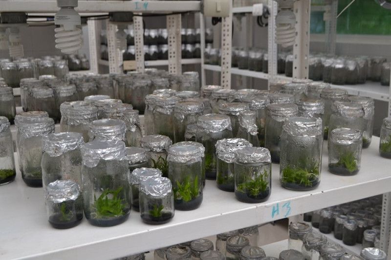 Los trabajos comenzaron hace nueve meses. Las plántulas tienen ahora unos cinco centímetros. Su crecimiento fue bastante rápido, consideran Rodríguez  y Cabrera.  Yaniris López/LD