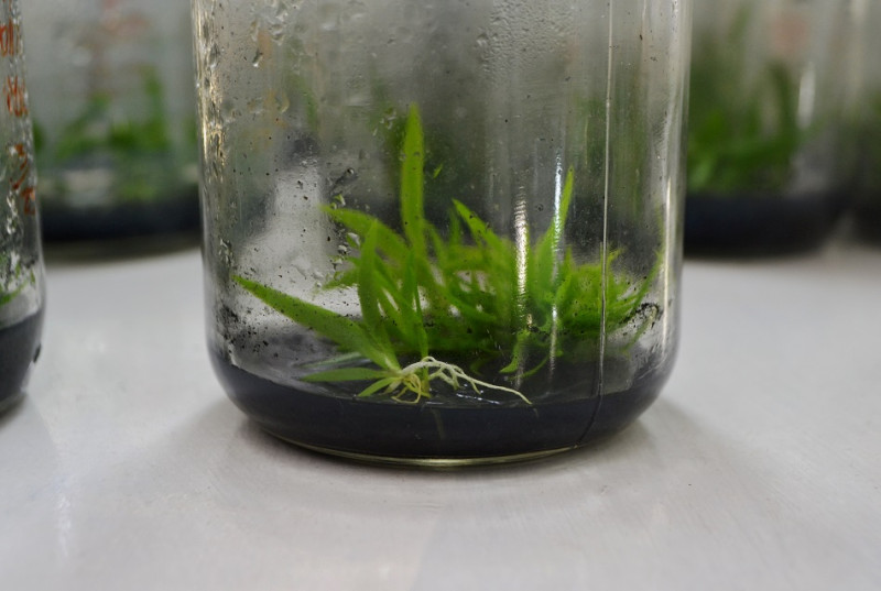 La especie que está en peligro crítico de extinción.  Yaniris López/LD