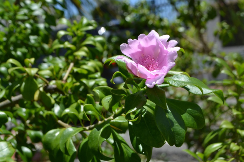 Rosa de Bayahíbe, flor nacional de República Dominicana, en el patio delantero del JBN.  Yaniris López / LD