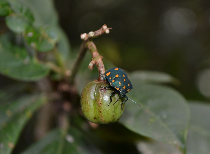 Observar el interior de las ramas y toparse con esta Pachycoris fabricii, una chinche joya de la familia Scutelleridae. Yaniris López / LD