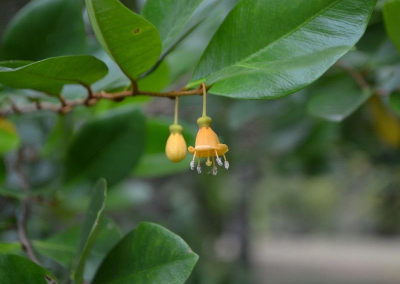 La flor del caimito rubio (Goetzea ekmani). Yaniris López / LD