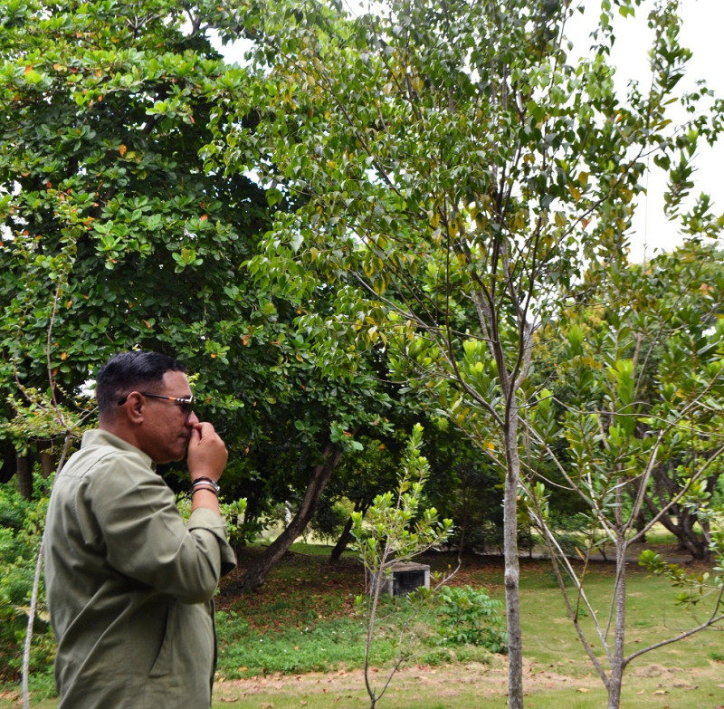 En el sendero podrá apreciar el rico aroma del guaconejo (Amyris balsamífera), especie en peligro. Yaniris López / LD