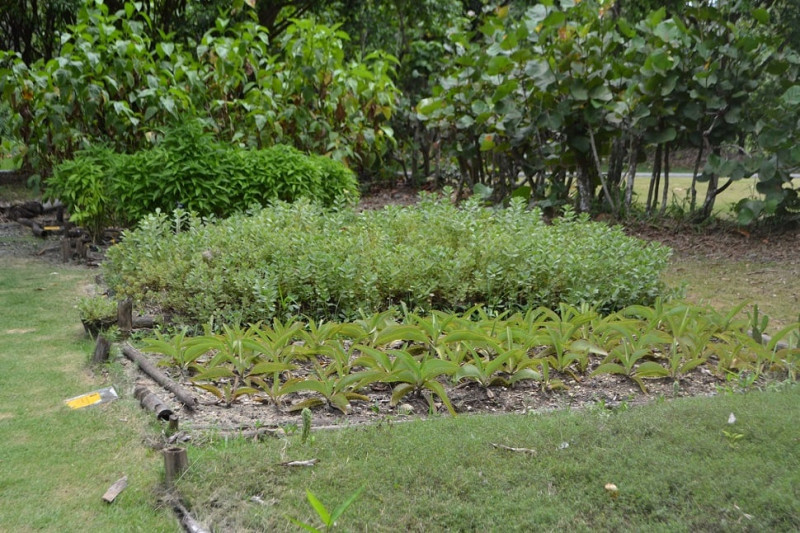 Plantas aromáticas y medicinales antes de llegar a la casita rústica. Yaniris López / LD