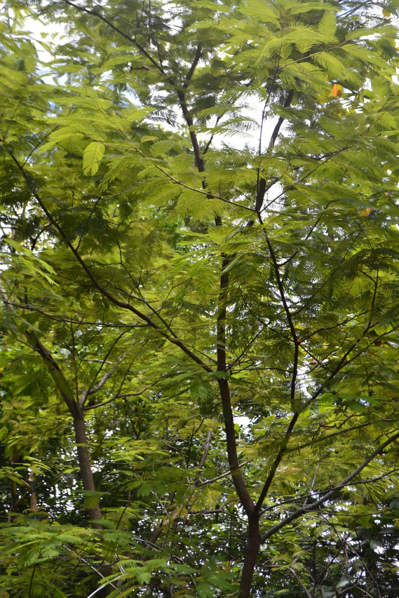 Follaje del árbol de la cohoba (Anadenanthera peregrina). Yaniris López / LD