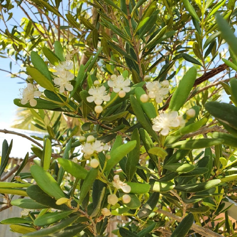 Pimenta haitiensis. “La canelilla no se puede sembrar en cualquier lado: te la roban. No la puedes poner en lugares públicos porque la ‘deflecan’, porque la gente conoce la planta y la usa”, dice León. © Grupo Jaragua